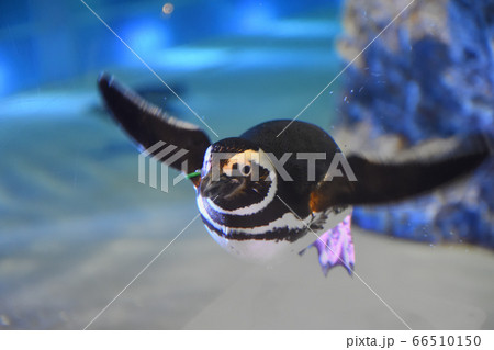 ペンギン/すみだ水族館/水族館/東京/日本 ペンギン/すみだ水族館/水族館/東京/日本 66510150