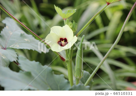 オクラ花咲いて一つの実を残し食して元気夏を越す オクラ花咲いて一つの実を残し食して元気夏を越す 66510331
