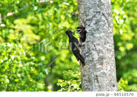クマゲラ親子 66510570