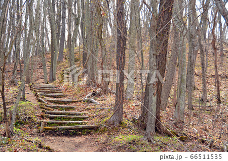 寂しげな丸太階段 66511535