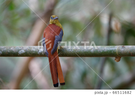 Adult male Orange-breasted trogon (Harpactes oreskios), uprisen angle view, rear shot, perching on the branch in the morning in tropical forest, Kaeng Krachan National Park, the jungle of Thailand. Adult male Orange-breasted trogon (Harpactes oreskios), uprisen angle view, rear shot, perching on the branch in the morning in tropical forest, Kaeng Krachan National Park, the jungle of Thailand. 66511682