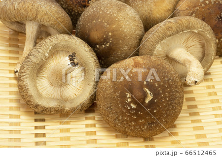 笊に入れた肉厚の生椎茸 66512465