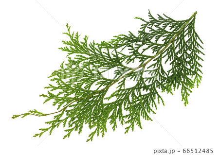 ヒノキの葉 66512485