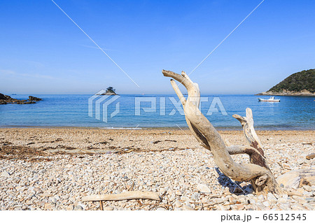 流木と朝の鯨浜（くじはま）　愛知県篠島 66512545