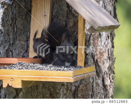 Two close up cute black squirrel, Sciurus vulgaris sitting in the bird feeder table, tail up with sunflower seed in paws. Selective focus, copy space Two close up cute black squirrel, Sciurus vulgaris sitting in the bird feeder table, tail up with sunflower seed in paws. Selective focus, copy space 66512663