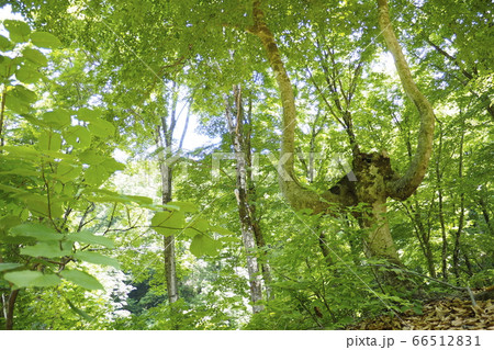 奥胎内の新緑【新潟県胎内市】 66512831