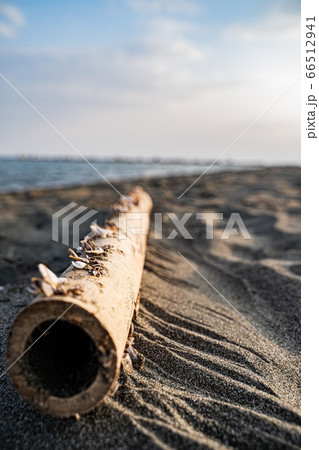 海辺 流木 海辺 流木 66512941