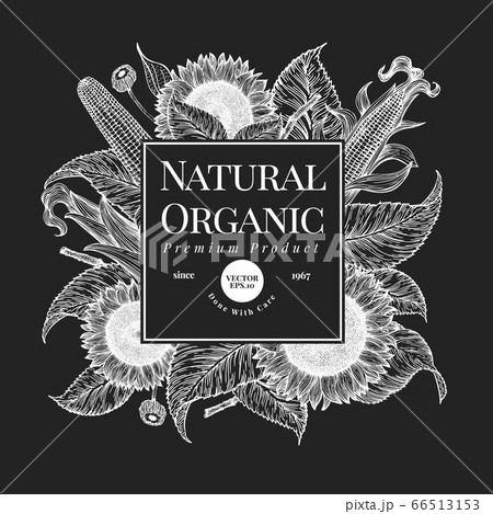 Hand drawn sunflower design template. Vector farm Hand drawn sunflower design template. Vector farm 66513153