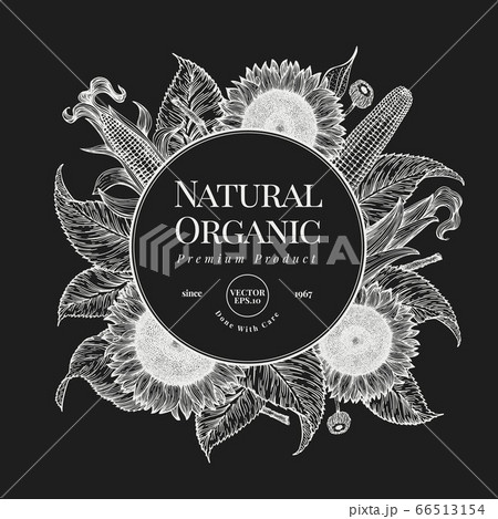 Hand drawn sunflower design template. Vector farm Hand drawn sunflower design template. Vector farm 66513154