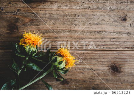 ベニバナ ナチュラルな花の素材画像 ベニバナ ナチュラルな花の素材画像 66513223
