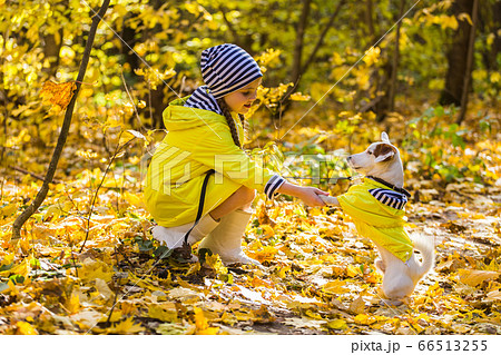 Child girl with dog outdoors. Kid with pet at autumn. Jack russell terrier puppy. 66513255
