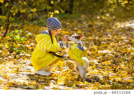 Little girl with a dog jack russell terrier. Child, childhood, friendship and pet concept. Small dog walking in the autumn park. 66513266