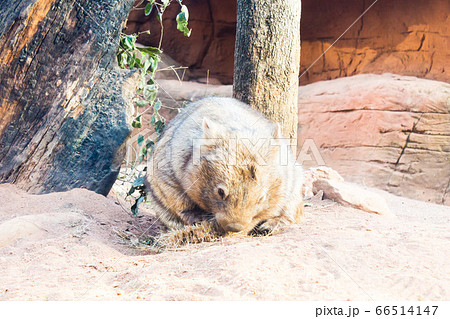 Holiday in Australia view of Animal in Sydney Zoo view Holiday in Australia view of Animal in Sydney Zoo view 66514147