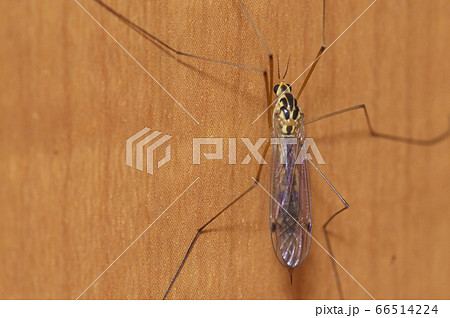 キイロホソガガンボ 66514224