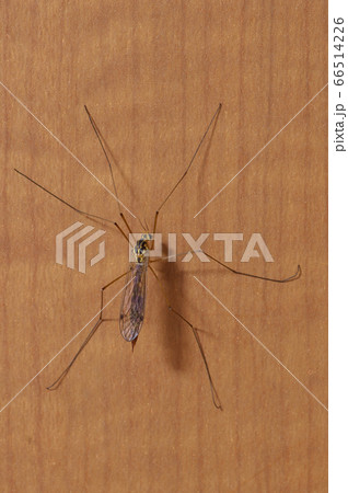 キイロホソガガンボ 66514226