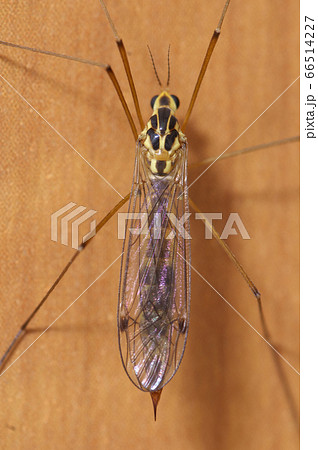 キイロホソガガンボ 66514227