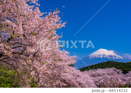 (静岡県)岩本山公園・満開の桜と富士山 (静岡県)岩本山公園・満開の桜と富士山 66514232