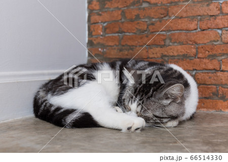 Cute short hair cat cozy sleep on wooden  66514330