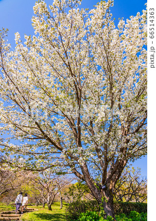 (静岡県)岩本山公園・満開の大島桜 (静岡県)岩本山公園・満開の大島桜 66514363