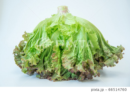 さかさままになった新鮮野菜のサニーレタス 66514760