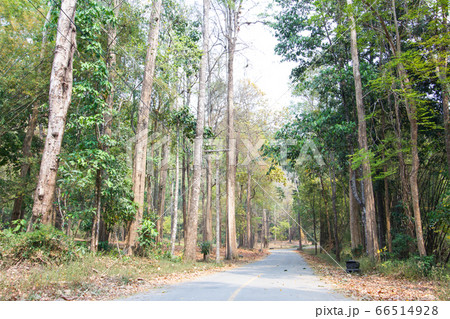 Forest road landscape close-up background Forest road landscape close-up background 66514928