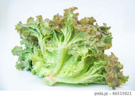 野菜市で買った農家直送の新鮮野菜「サニーレタス」 66515021