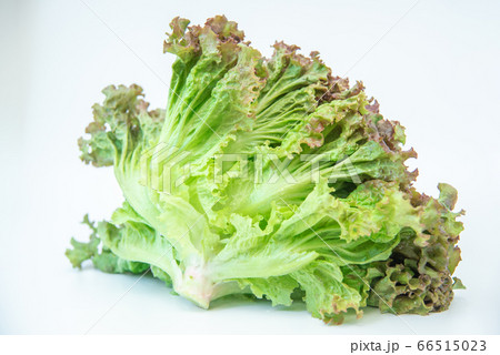野菜市で買った農家直送の新鮮野菜「サニーレタス」 66515023