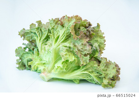 野菜市で買った農家直送の新鮮野菜「サニーレタス」 66515024