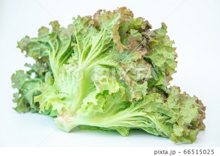 野菜市で買った農家直送の新鮮野菜「サニーレタス」 66515025