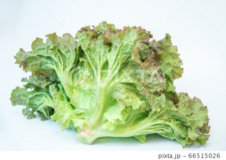 野菜市で買った農家直送の新鮮野菜「サニーレタス」 66515026