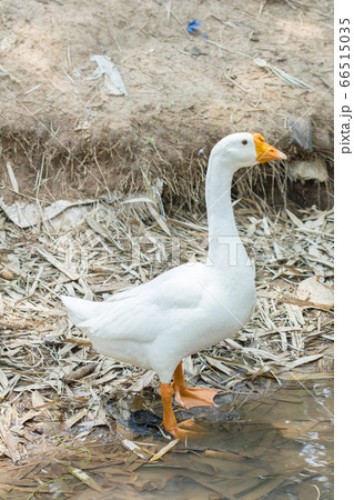 White goose by a river in Thailand 66515035