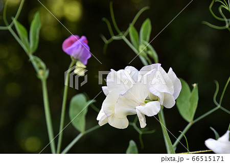 スイートピー 66515171