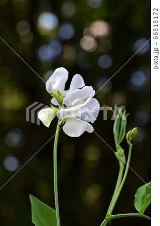 スイートピー スイートピー 66515172