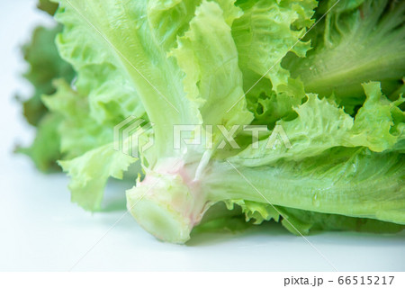 野菜市で買った農家直送の新鮮野菜「サニーレタス」 66515217