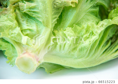 野菜市で買った農家直送の新鮮野菜「サニーレタス」 66515223