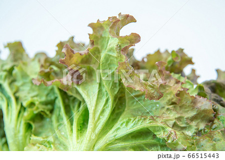 野菜市で買った農家直送の新鮮野菜「サニーレタス」 66515443