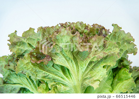 野菜市で買った農家直送の新鮮野菜「サニーレタス」 野菜市で買った農家直送の新鮮野菜「サニーレタス」 66515446