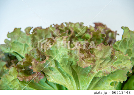 野菜市で買った農家直送の新鮮野菜「サニーレタス」 66515448