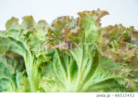 野菜市で買った農家直送の新鮮野菜「サニーレタス」 66515452