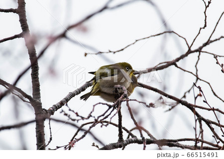 2羽のメジロ 66515491