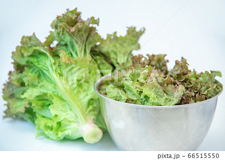 野菜市で買った農家直送の新鮮野菜「サニーレタス」 66515550