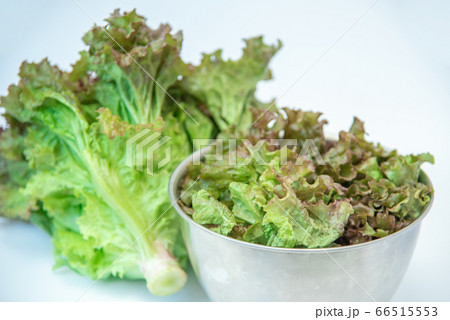 野菜市で買った農家直送の新鮮野菜「サニーレタス」 66515553