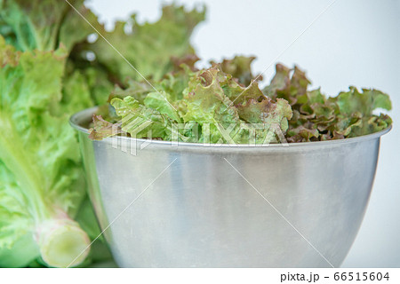 野菜市で買った農家直送の新鮮野菜「サニーレタス」 野菜市で買った農家直送の新鮮野菜「サニーレタス」 66515604