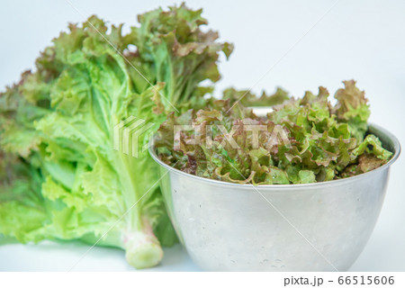 野菜市で買った農家直送の新鮮野菜「サニーレタス」 野菜市で買った農家直送の新鮮野菜「サニーレタス」 66515606