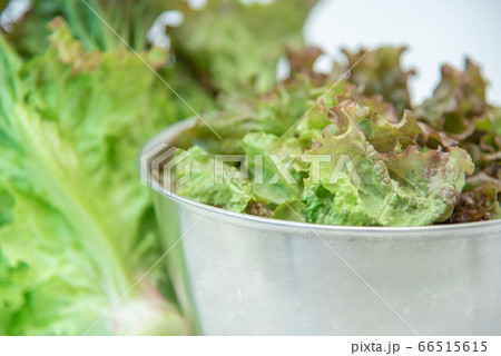 野菜市で買った農家直送の新鮮野菜 サニーレタス の写真素材