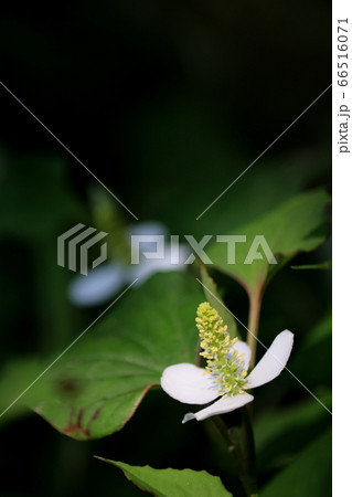 ドクダミの白い花の写真素材