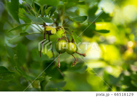 Spider on the green currant. 66516129