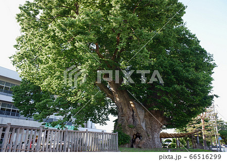山形　東根の大欅 66516299