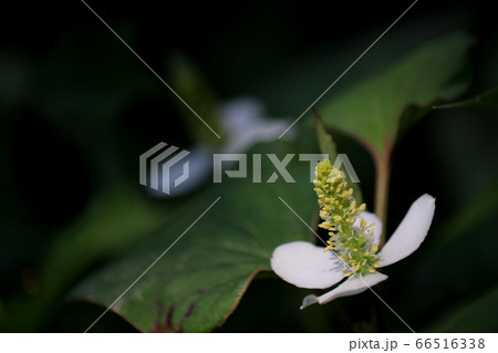 ドクダミの白い花の写真素材