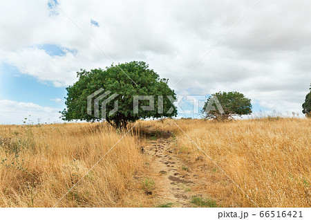 Yellow field against the backdrop of beautiful 66516421